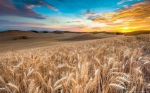 beautiful-wheat-field-at-sunset-hd-wallpaper-728x455